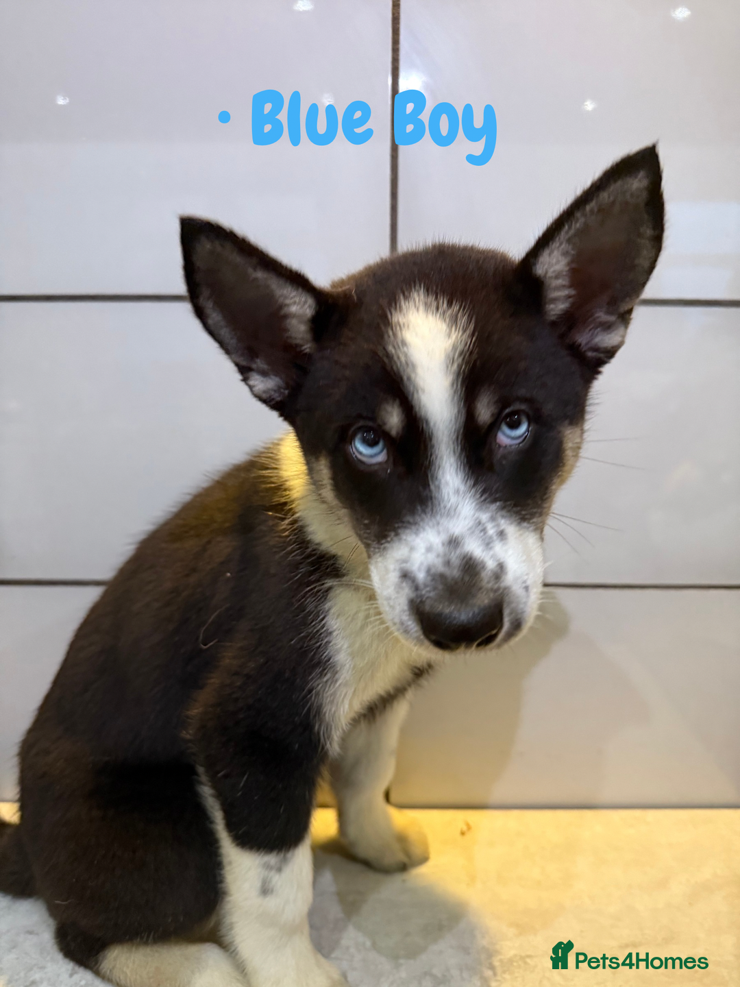 Siberian Husky dogs for sale: Husky Puppies 🩵🩷 - Advert 13