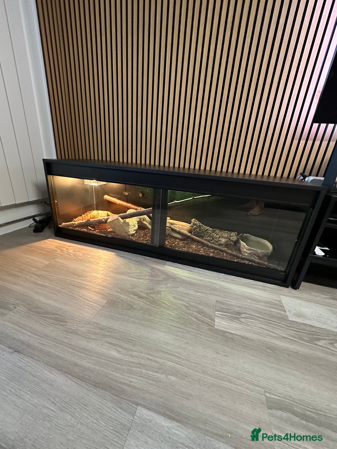 Boa Snake reptiles for sale: Male Khal Hypo blood + Viv and Accessories  - Advert 4