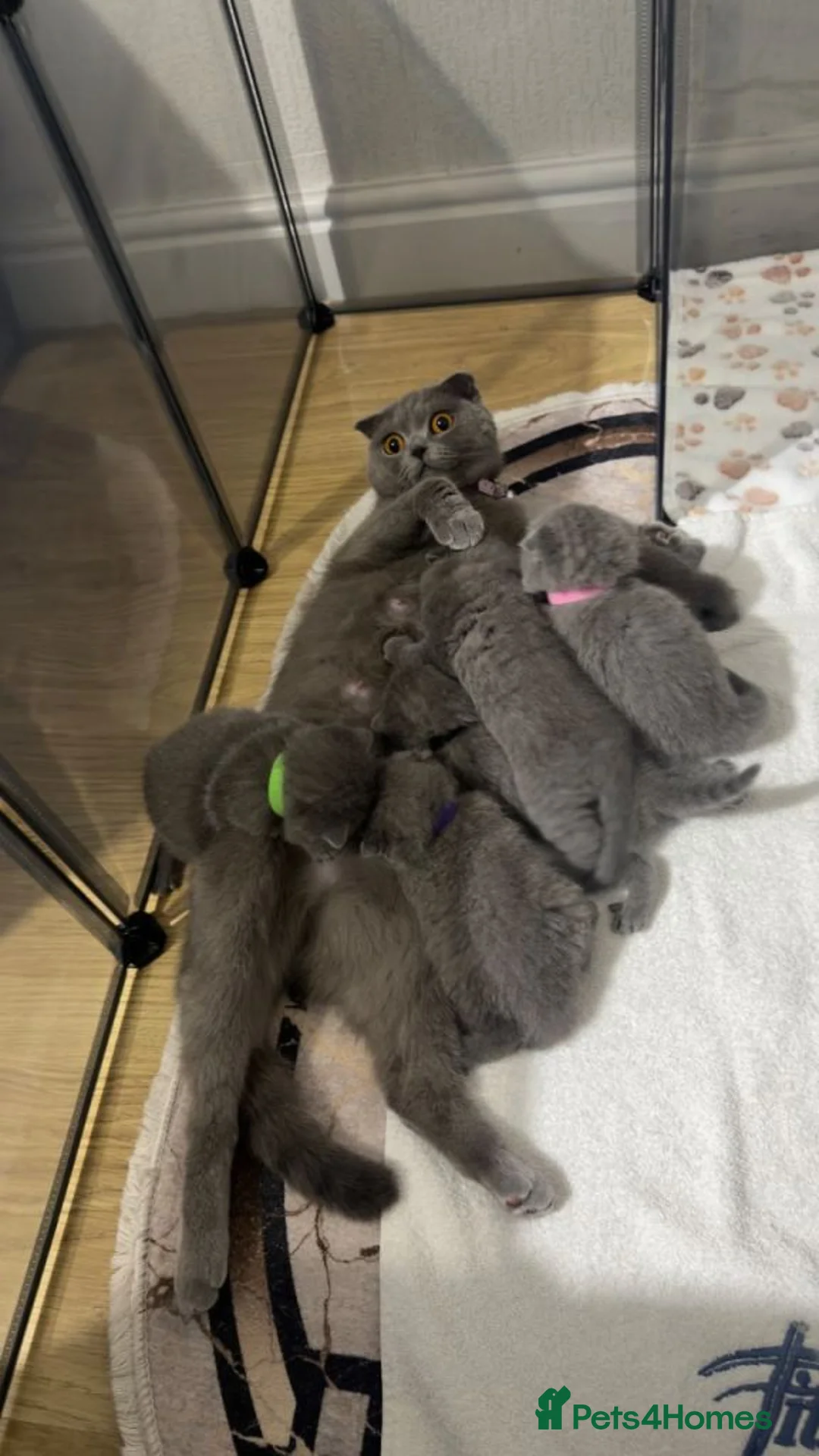 British Shorthair cats for sale: Adorable British Shorthair Cross Scottish Kittens  in London - Advert 4