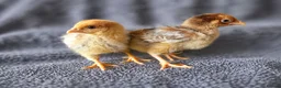 Chickens poultry for sale: Wyandotte Bantam Chicks - Advert 5