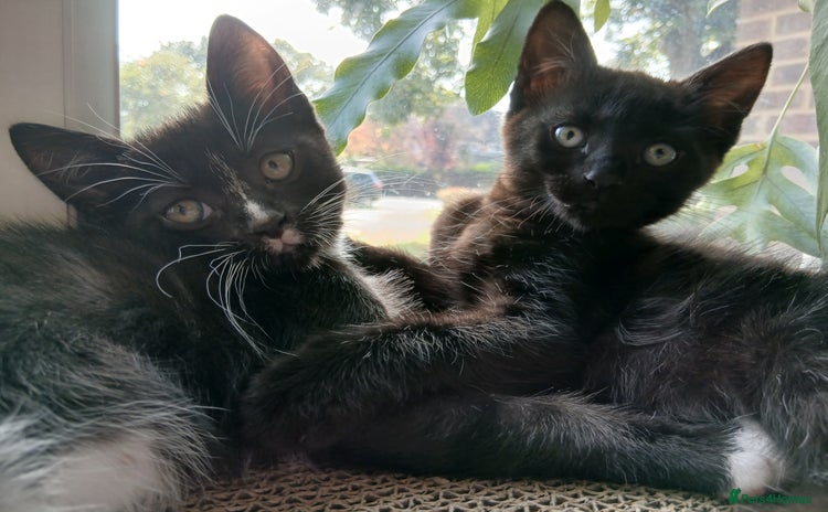 Mixed Breed cats - Advert 4