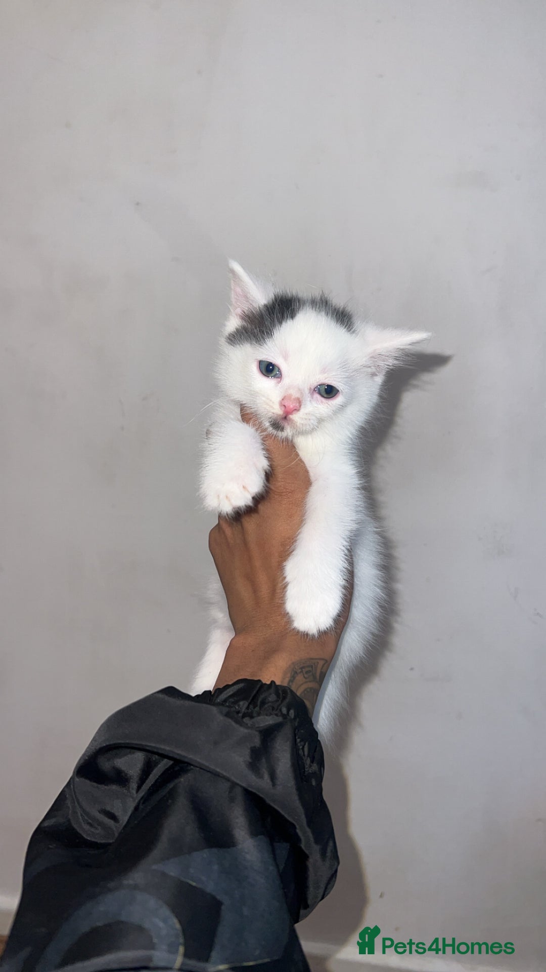 Mixed Breed cats for sale: Beautiful kittens looking for new homes!! - Image 15