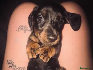 Miniature Dachshund dogs Miniature dachshund - Advert 1