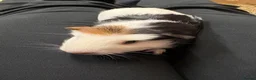 Guinea Pig rodents for sale: Baby Boy Guinea Pigs  in Tadworth - Advert 2