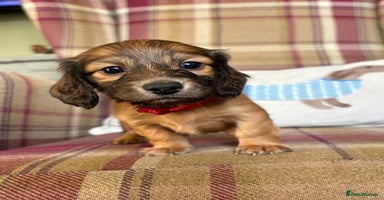 Miniature Dachshund dogs KC LONG HAIRED MINIATURE DACHSHUNDS🤍 - Advert 6