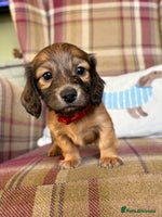 Miniature Dachshund dogs KC LONG HAIRED MINIATURE DACHSHUNDS🤍 - Advert 2