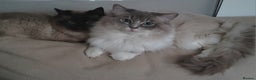 Ragdoll cats for stud: GCCF/TICA Active ragdoll stud. 3 visits in Farnborough - Advert 2
