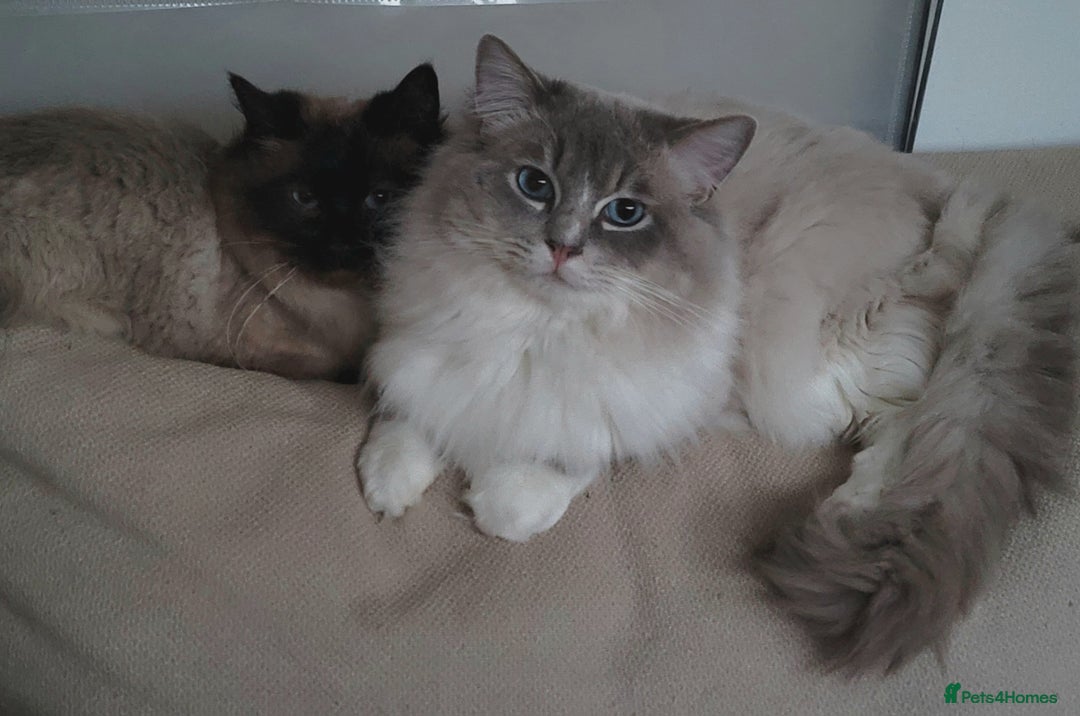 Ragdoll cats for stud: GCCF/TICA Active ragdoll stud. 3 visits in Farnborough - Image 2