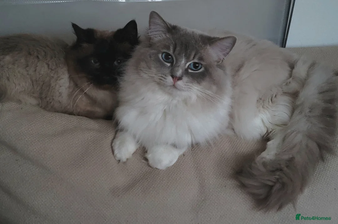 Ragdoll cats for stud: GCCF/TICA Active ragdoll stud. 3 visits in Farnborough - Advert 2