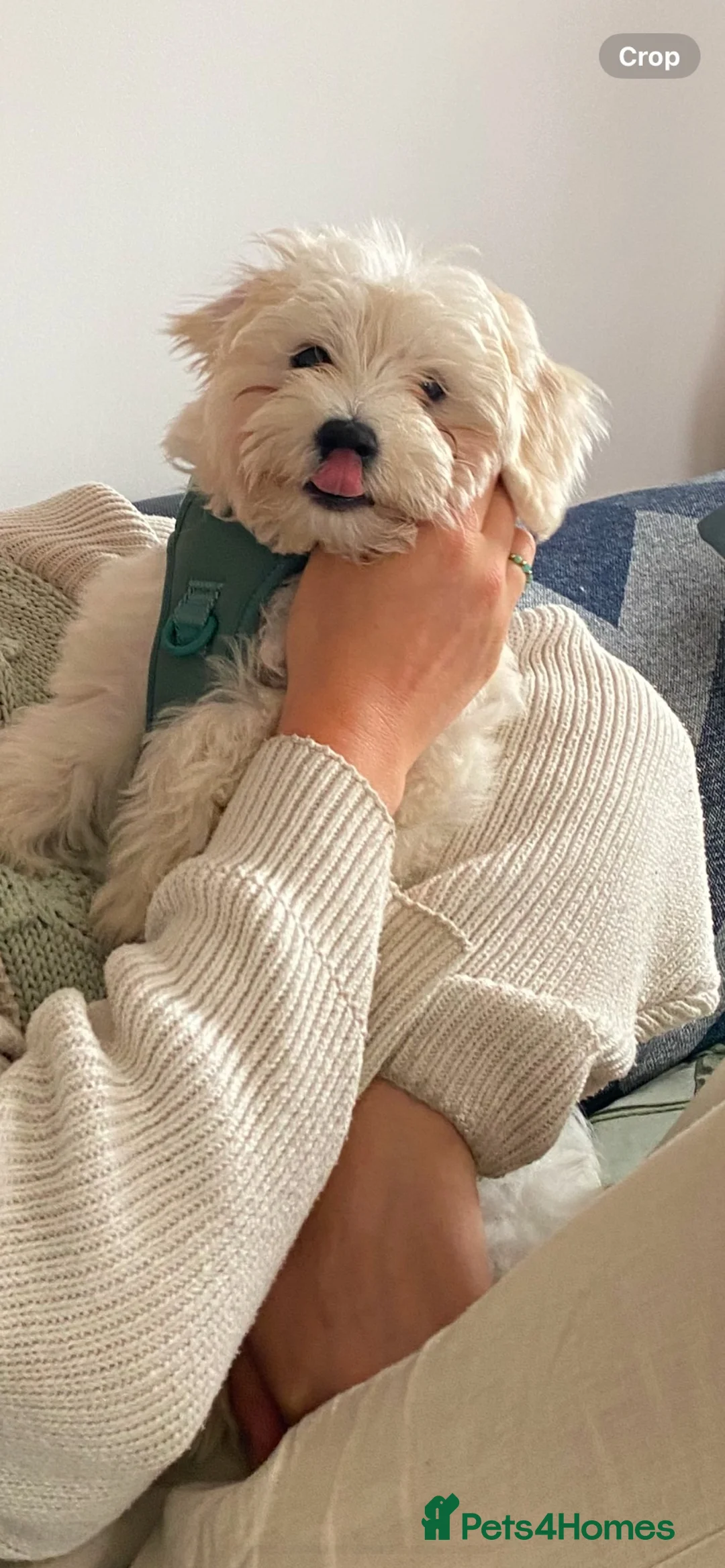 Maltese dogs for sale: Maltese puppy  - Advert 2