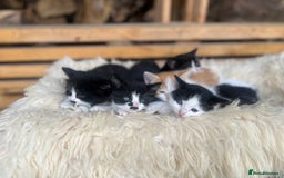 Domestic Shorthair cats for sale: Beautiful kittens - Image 2