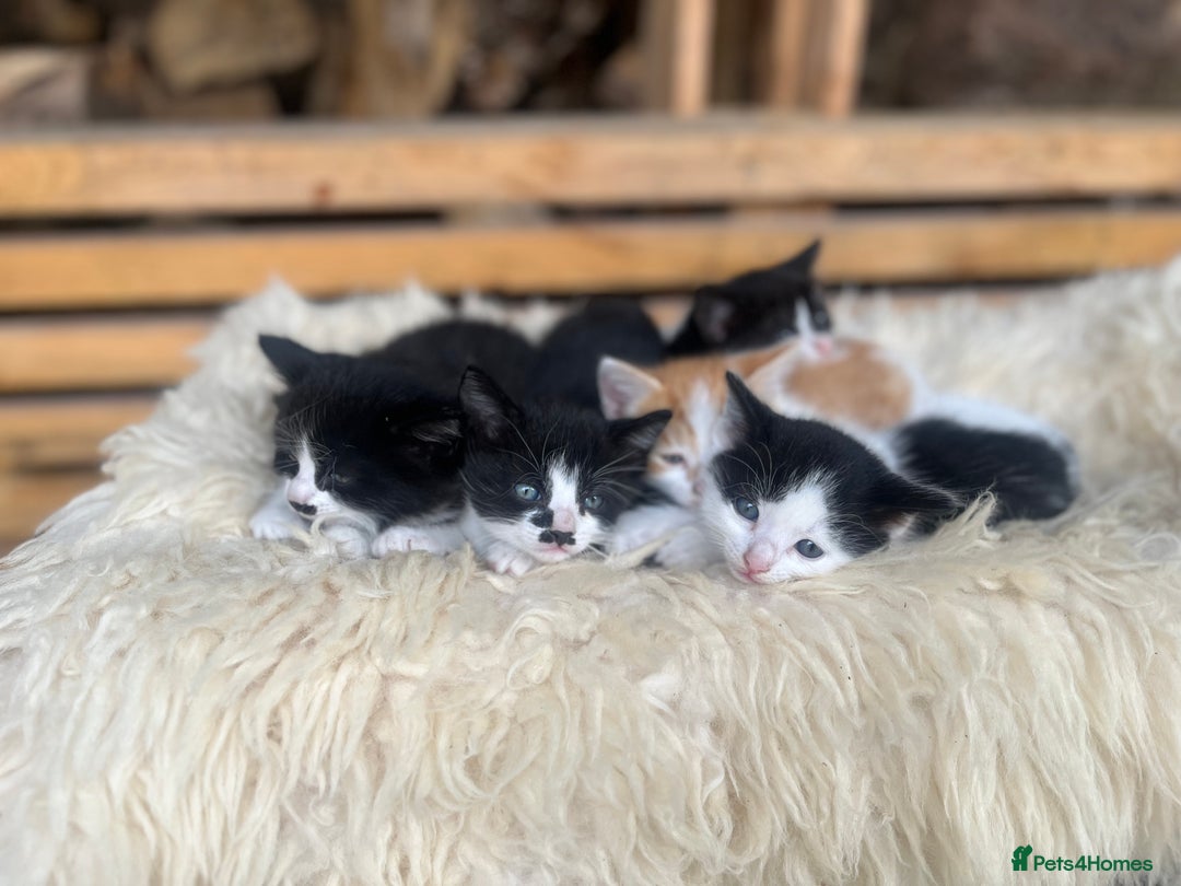 Domestic Shorthair cats for sale: Beautiful kittens - Image 2