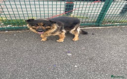 German Shepherd dogs for sale: SHEBA 7 YEAR OLD GERMAN SHEPHERD  - Image 3