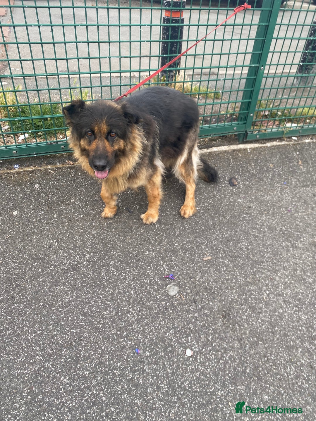 German Shepherd dogs for sale: SHEBA 7 YEAR OLD GERMAN SHEPHERD  - Image 3
