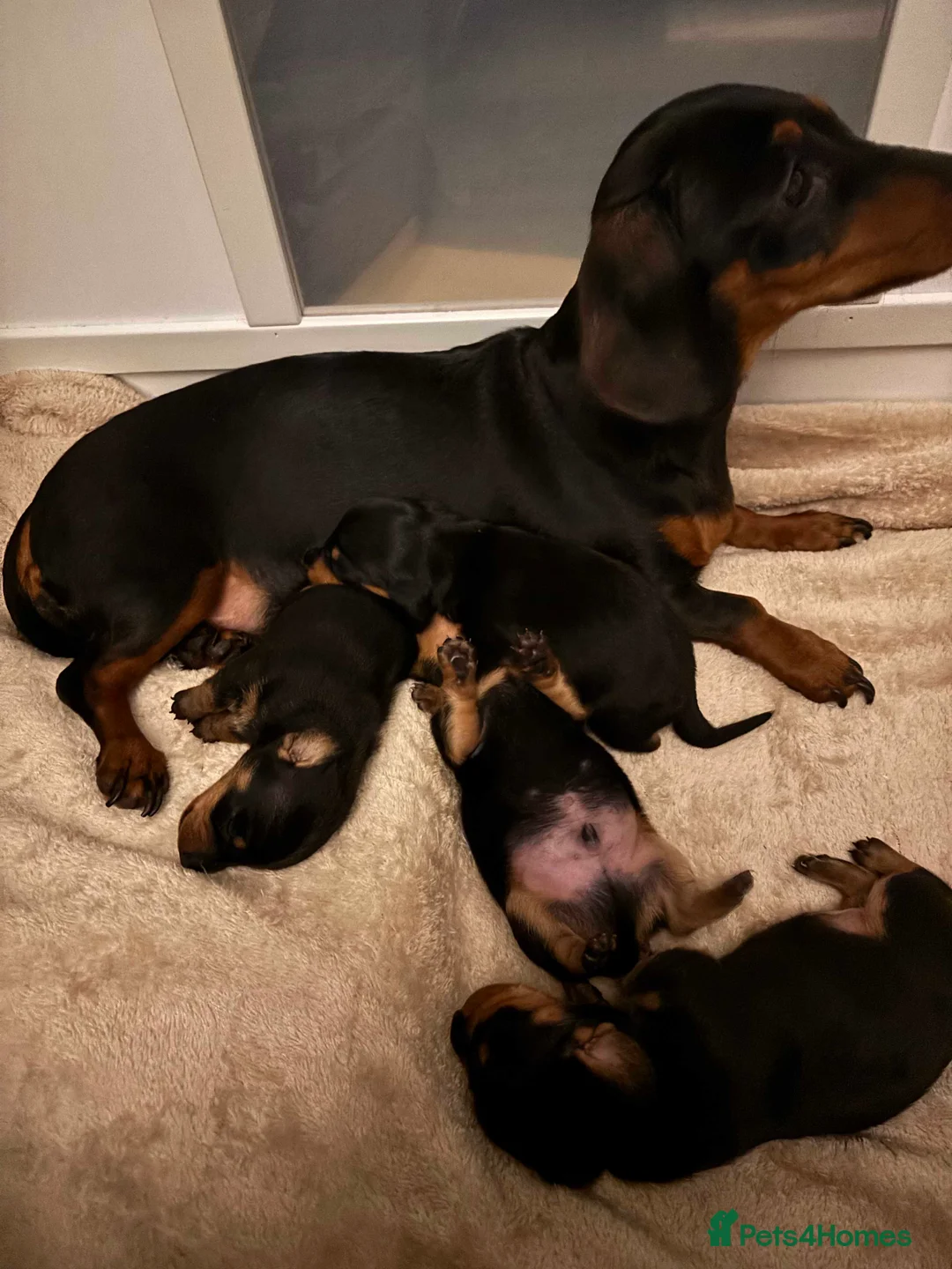 Miniature Dachshund dogs for sale: 4 Stunning Mini Dachsunds KC Generation  - Advert 1