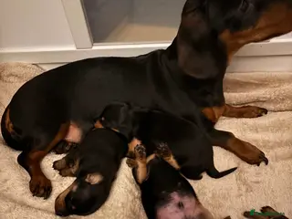 Miniature Dachshund dogs 4 Stunning Mini Dachsunds KC Generation - Advert 1