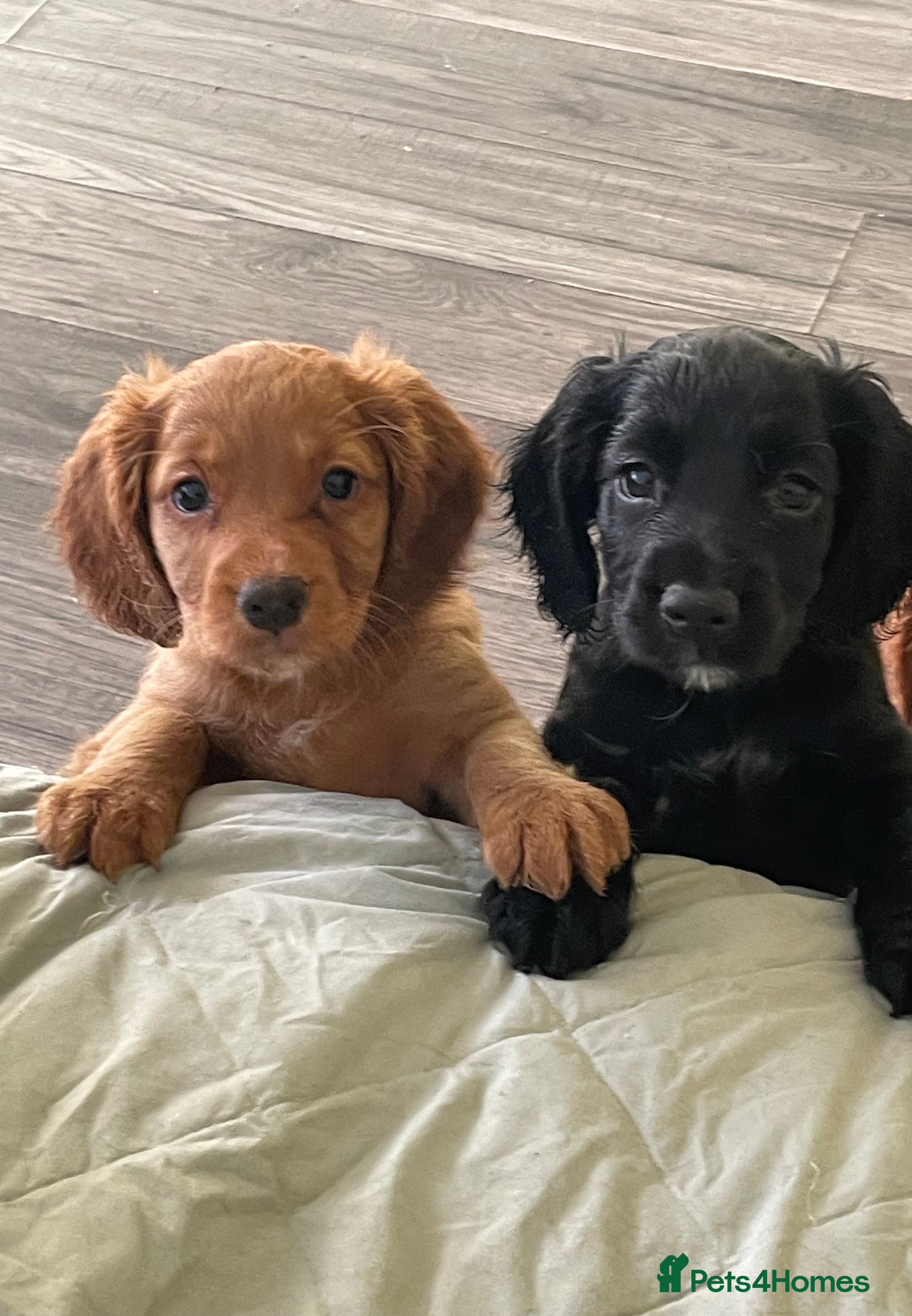 Cocker Spaniel dogs KC registered cocker spaniel puppies for sale  - Advert 9