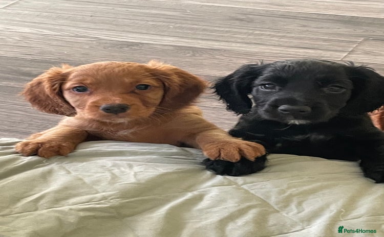 Cocker Spaniel dogs - Advert 15