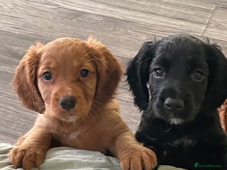 Cocker Spaniel dogs - Advert 12