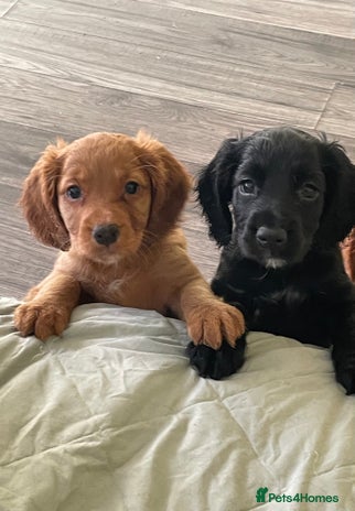 Cocker Spaniel dogs - Advert 15