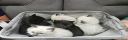 Ragdoll cats for sale: Ragdoll X kittens  - Advert 2