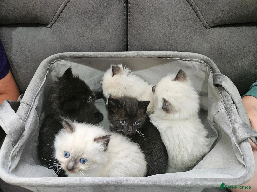 Ragdoll cats for sale: Ragdoll X kittens  - Advert 2
