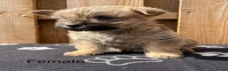 Cairn Terrier dogs for sale: beautiful health tested cairn terriers - Advert 20