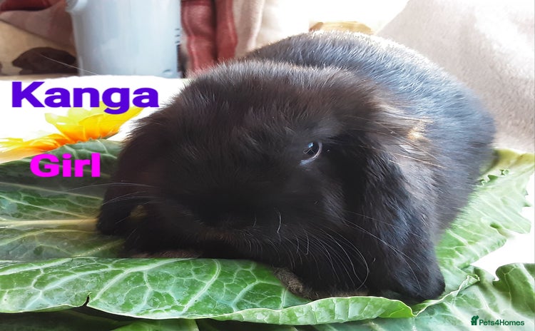 Mini Lop rabbits - Advert 2