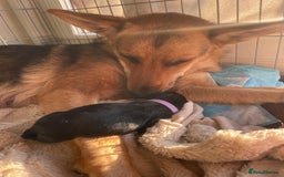 Mixed Breed dogs for sale: Loving lap pup full of snuggles  - Image 9