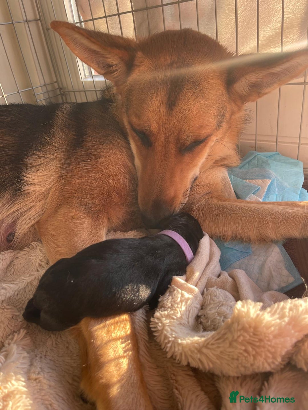 Mixed Breed dogs for sale: Loving lap pup full of snuggles  - Image 9