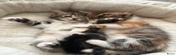 Mixed Breed cats for sale: Kittens for sale  - Advert 14