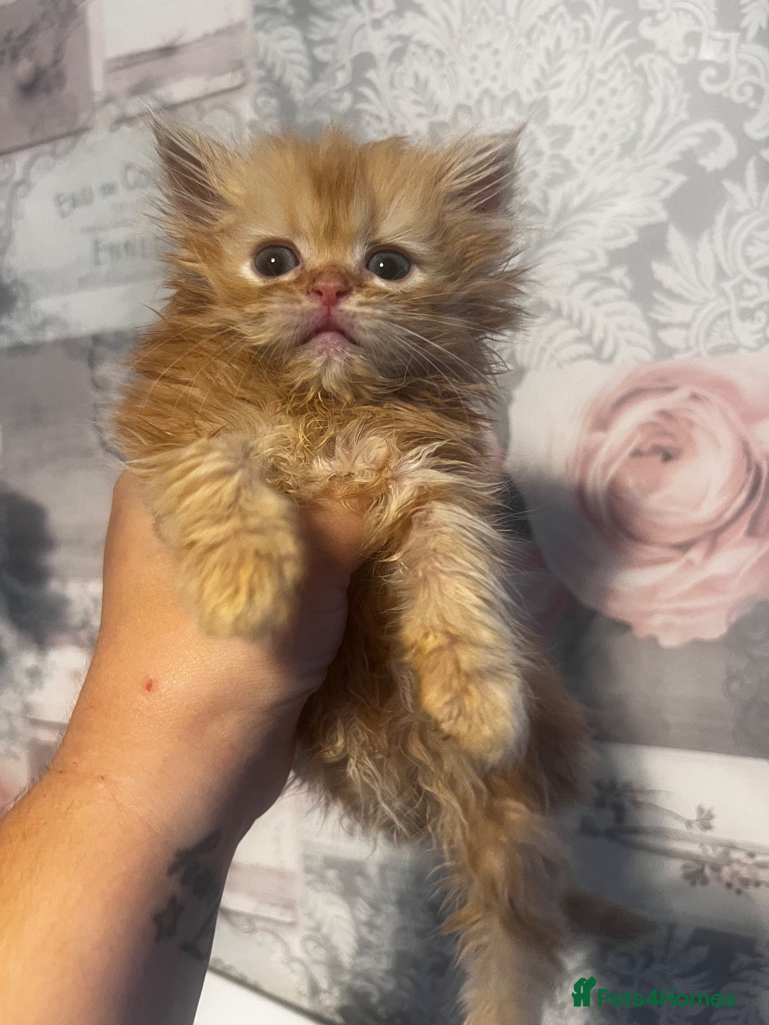 Persian cats FLUFFY PERSIANS  - Advert 1