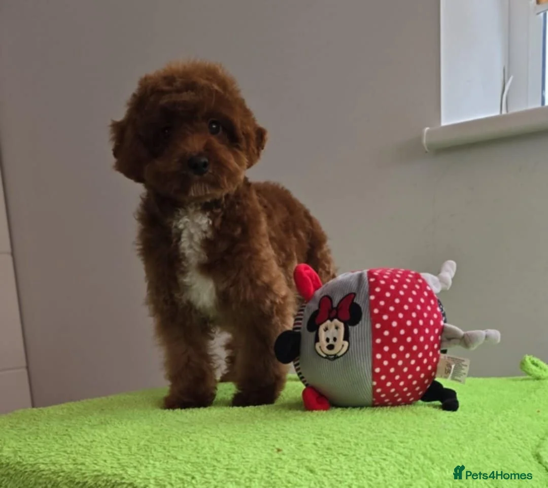 Maltipoo dogs for sale: 6-Month-Old Maltipoo Puppies – Male & Female - Advert 6
