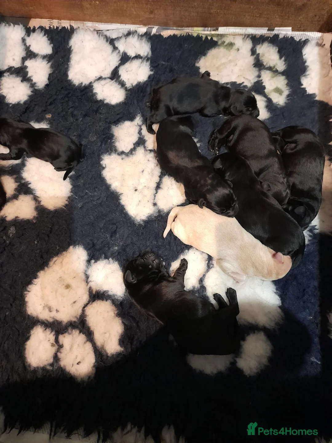 Labrador Retriever dogs for sale: Labrador puppies  - Advert 5