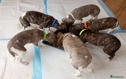 Whippet dogs for sale: Quality KC reg Whippet Puppies - Image 18