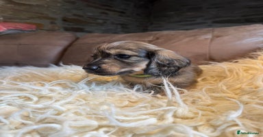 Miniature Dachshund dogs - Advert 11