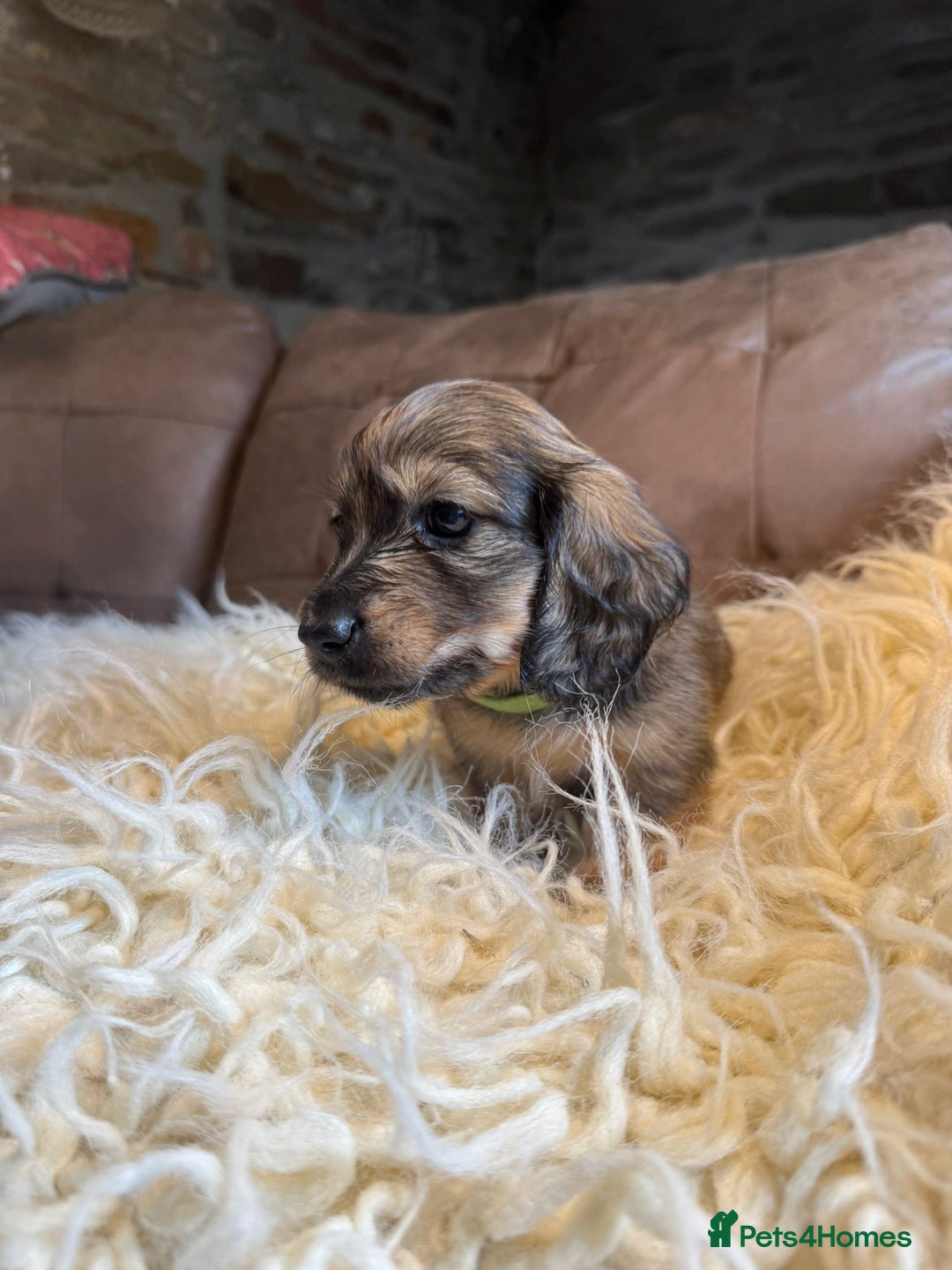 Miniature Dachshund dogs for sale: Beautiful Cream long haired Dachshunds  - Image 2