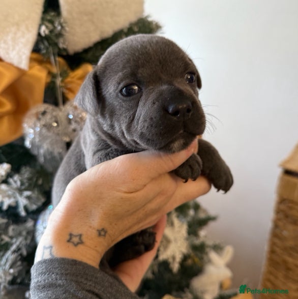 Staffordshire Bull Terrier dogs ✨ Beautiful KC registered Staffy Puppy ✨ - Advert 4
