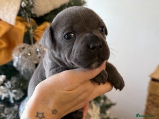 Staffordshire Bull Terrier dogs ✨ Beautiful KC registered Staffy Puppy ✨ - Advert 7