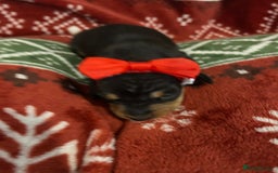 Miniature Dachshund dogs for sale: Black/tan female miniature dachshund  - Image 18