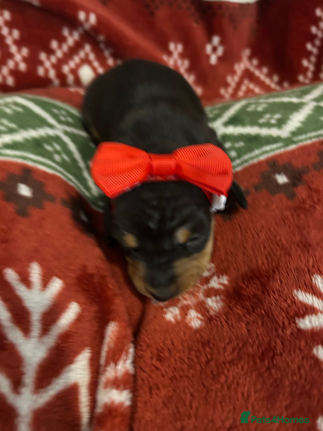 Miniature Dachshund dogs for sale: Black/tan female miniature dachshund  - Image 18