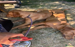 Labrador Retriever dogs for sale: Outstanding KC reg fox red Labrador puppies.  - Image 4