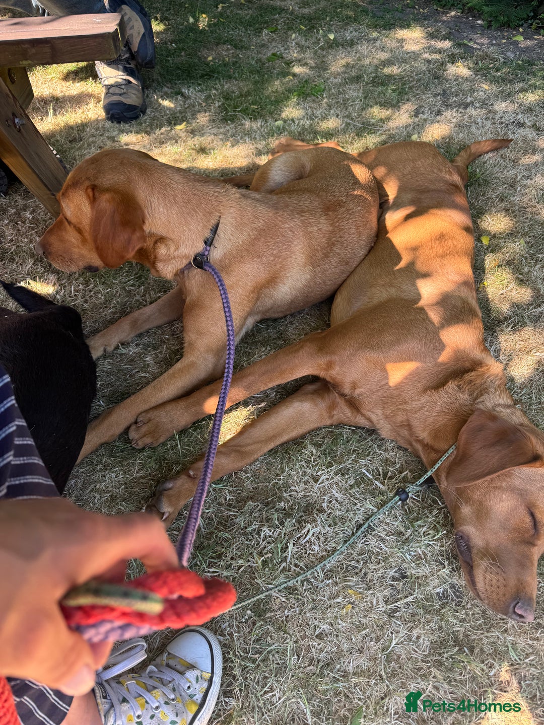 Labrador Retriever dogs for sale: Outstanding KC reg fox red Labrador puppies.  - Image 4