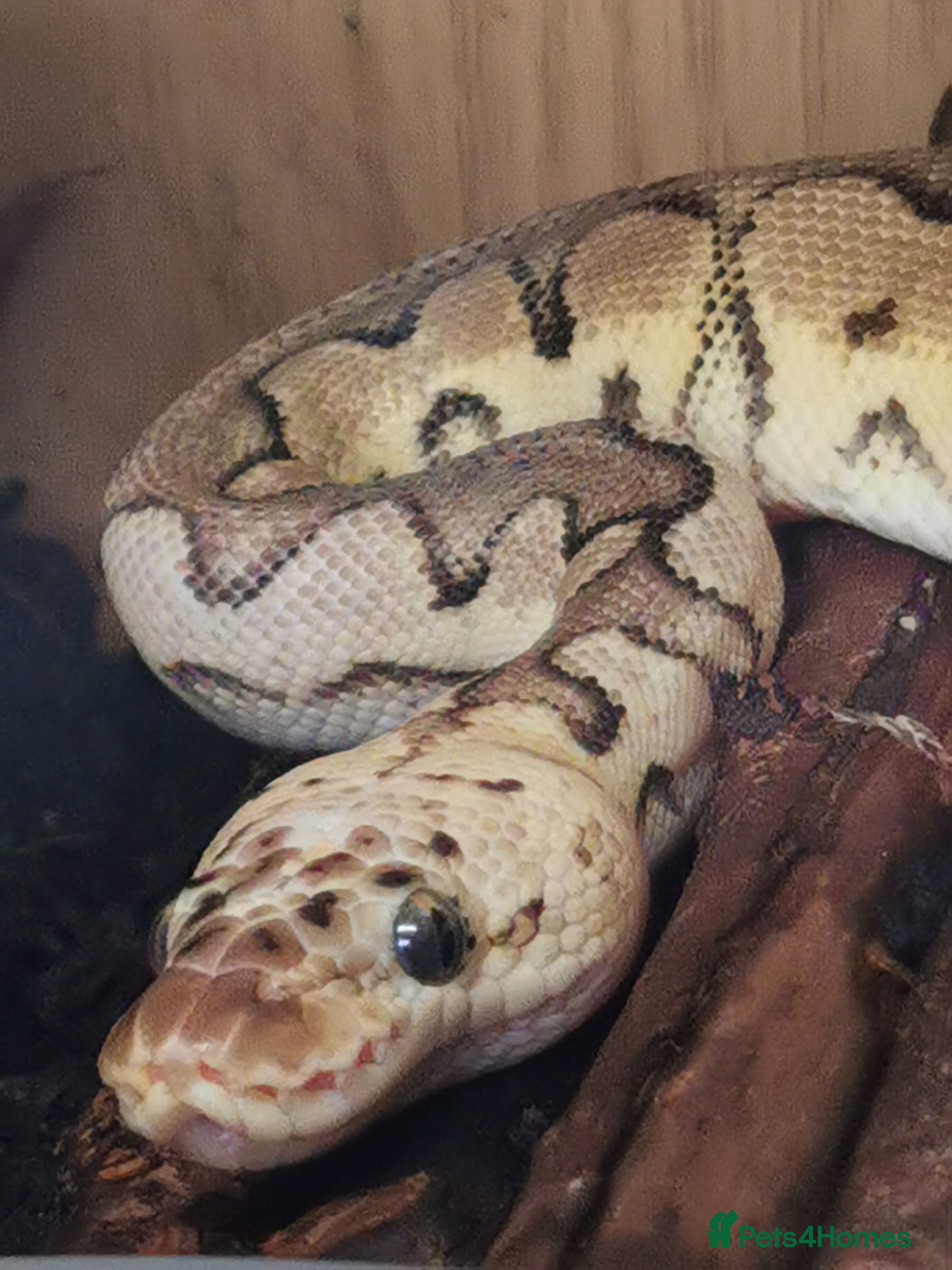 Python Snake reptiles 4 gene Royal Python - needs experienced owner - Advert 2