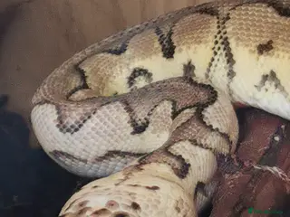 Python Snake reptiles 4 gene Royal Python - needs experienced owner - Advert 2