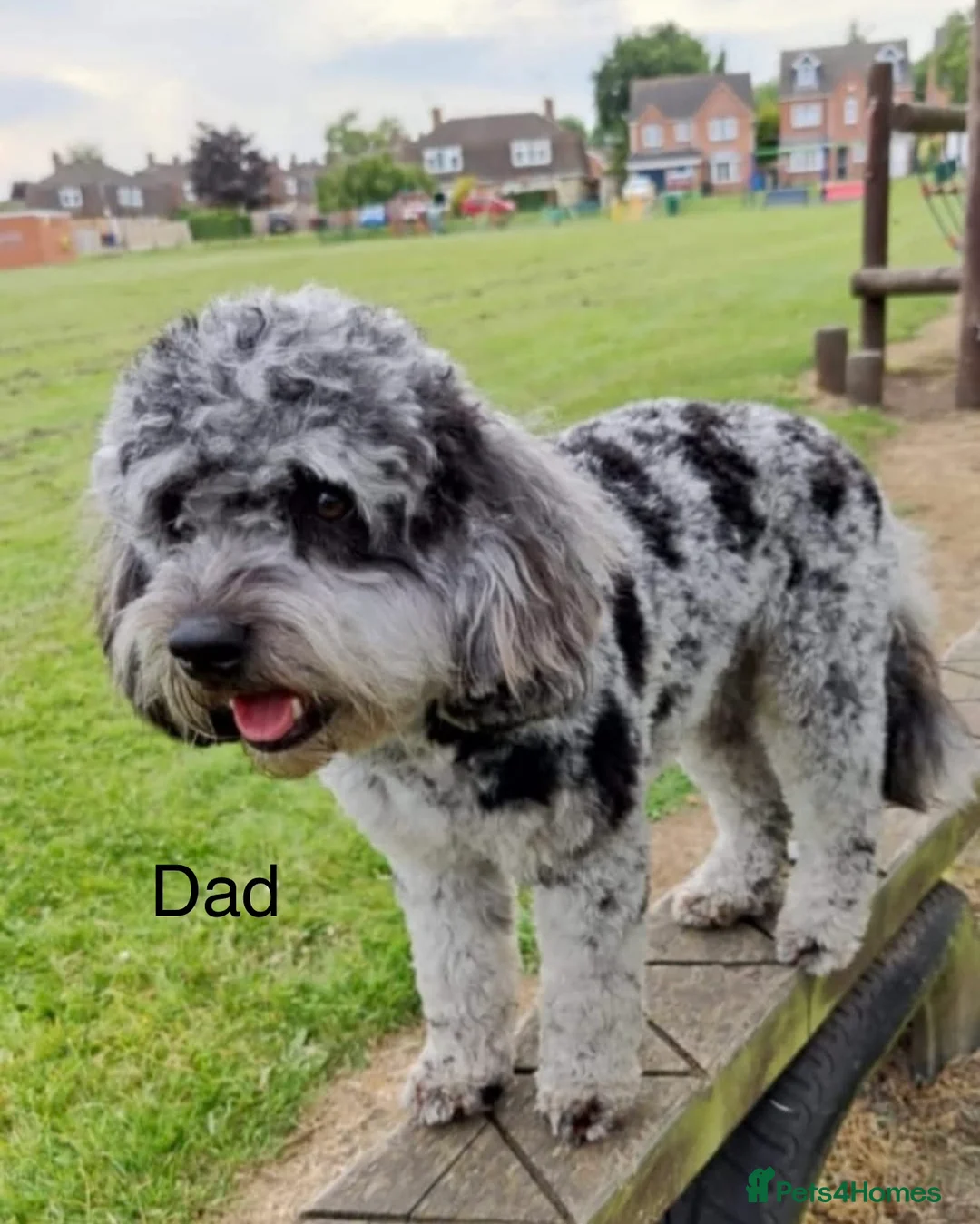 Cavapoo dogs for sale: Toy F2 Cavapoo’s ❤️🐾 - Advert 38