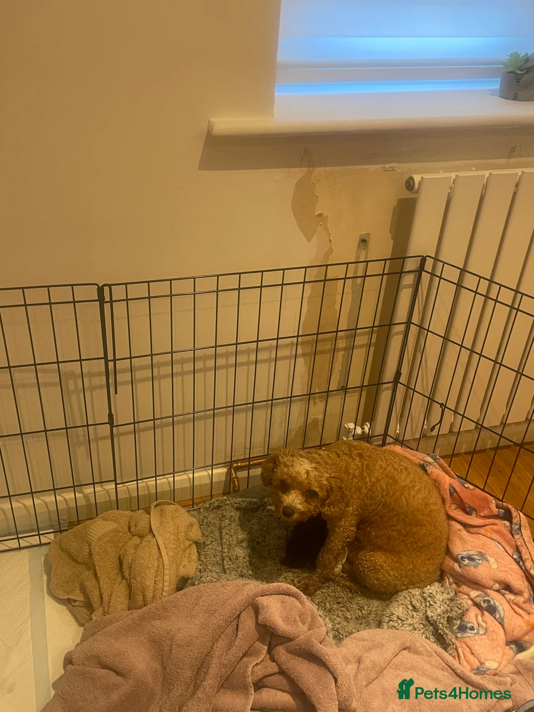 Pomapoo dogs for sale: Wolf sable pomapoos - Advert 10