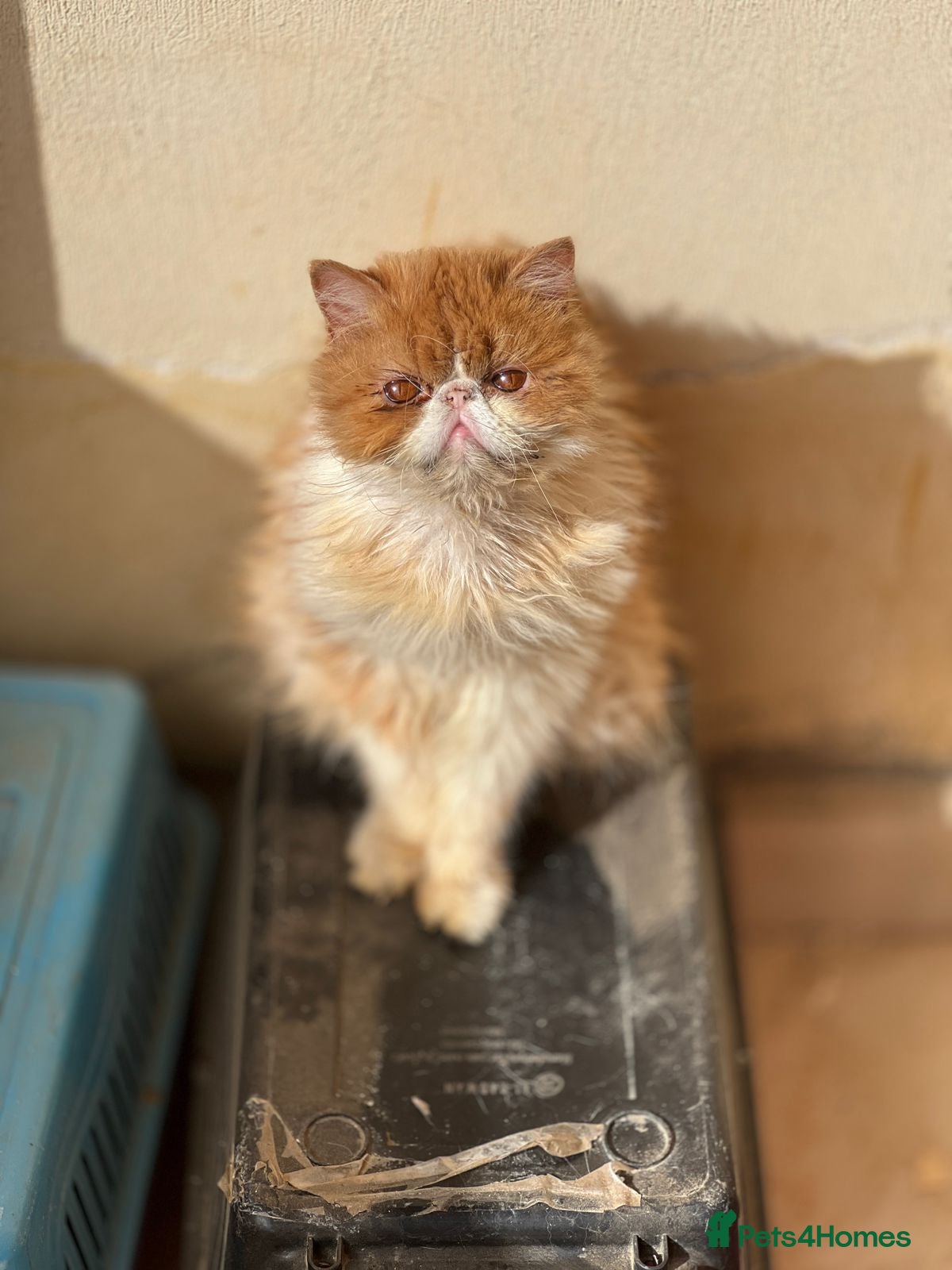 Cheetos — Mixed Breed