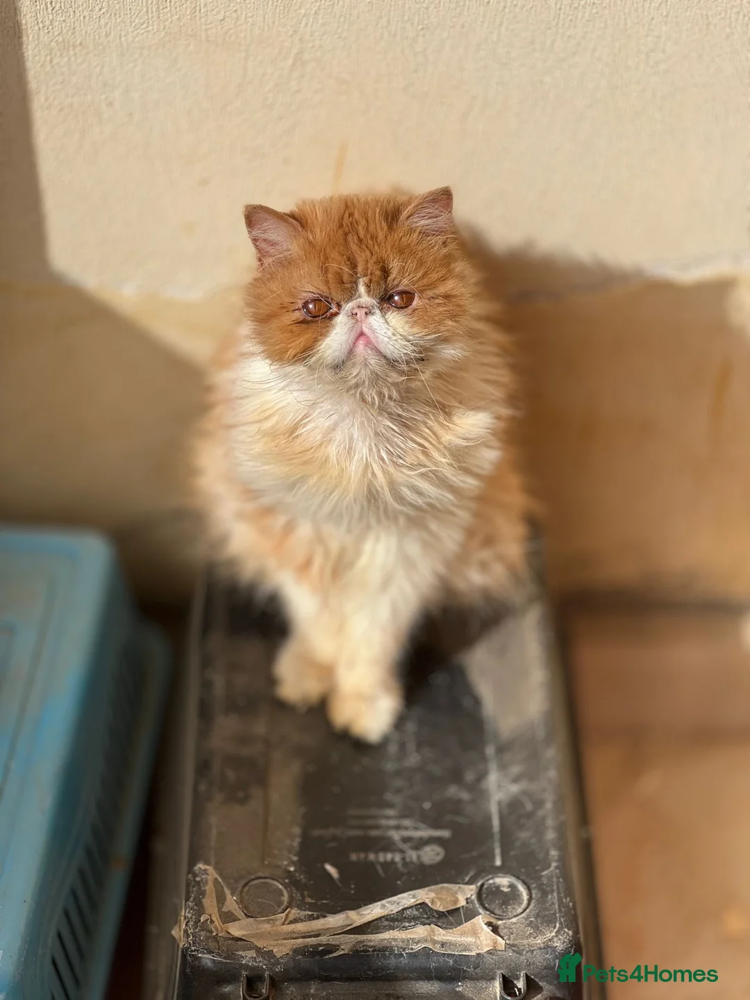 Mixed Breed cats for adoption: Cheetos - Advert 2