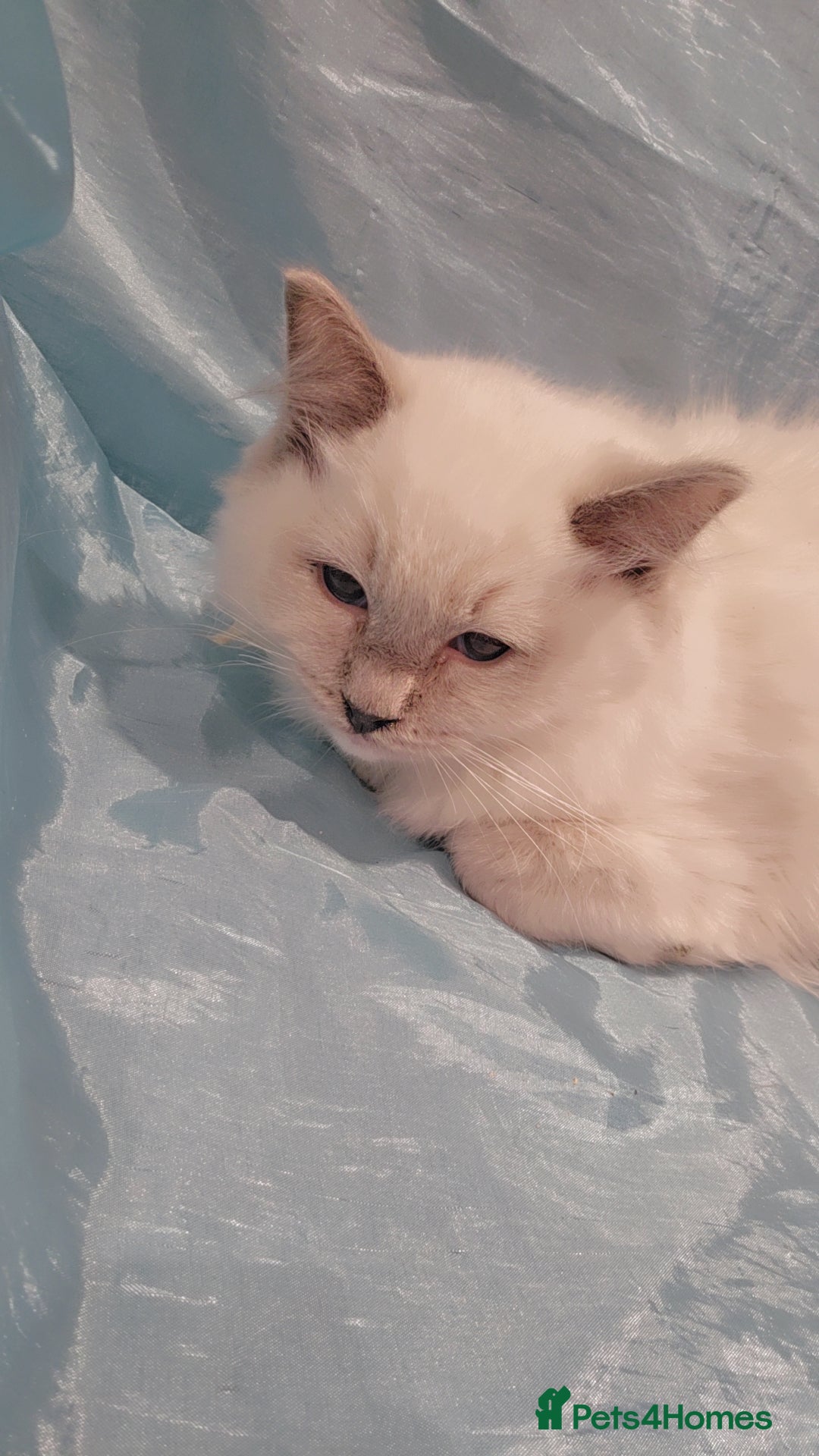 Ragdoll cats for sale: Older kittens  - Advert 8